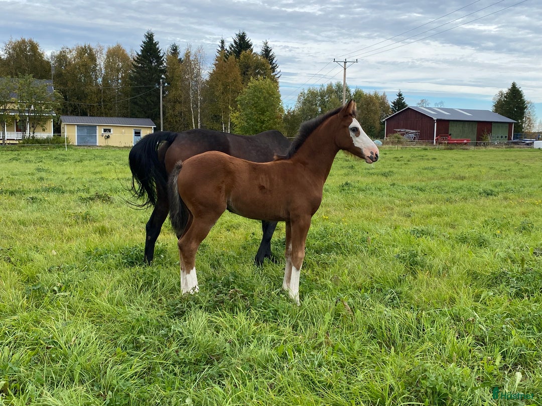 Hoppning hästar till salu: Framtids stjärna!🌟  i Karungi - Annons 5