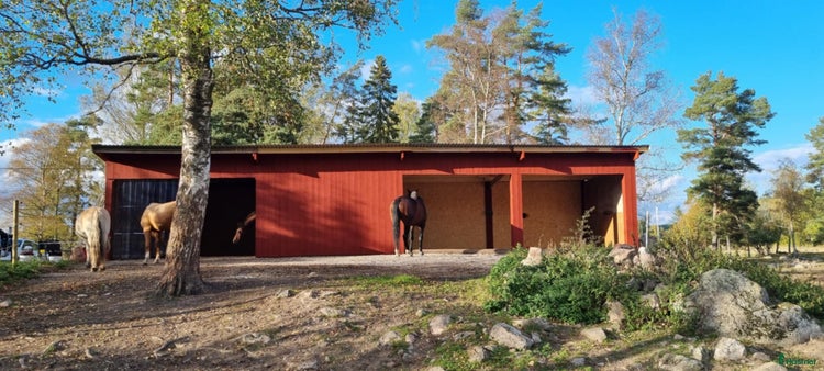 stallplats Lösdrift för grabbar i Bälinge - Annons 1