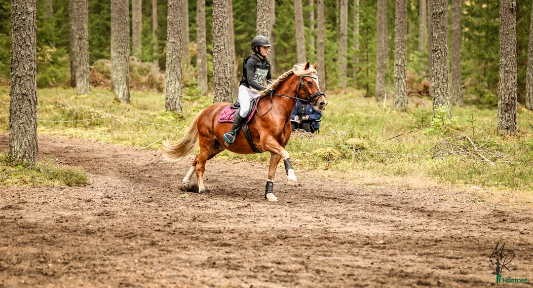 Fälttävlan hästar sökes: Ny kompis för fälttävlan sökes! i Vålberg - Annons 6