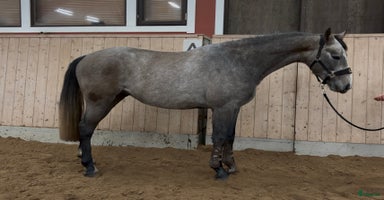  hästar i Falköping - Annons 11