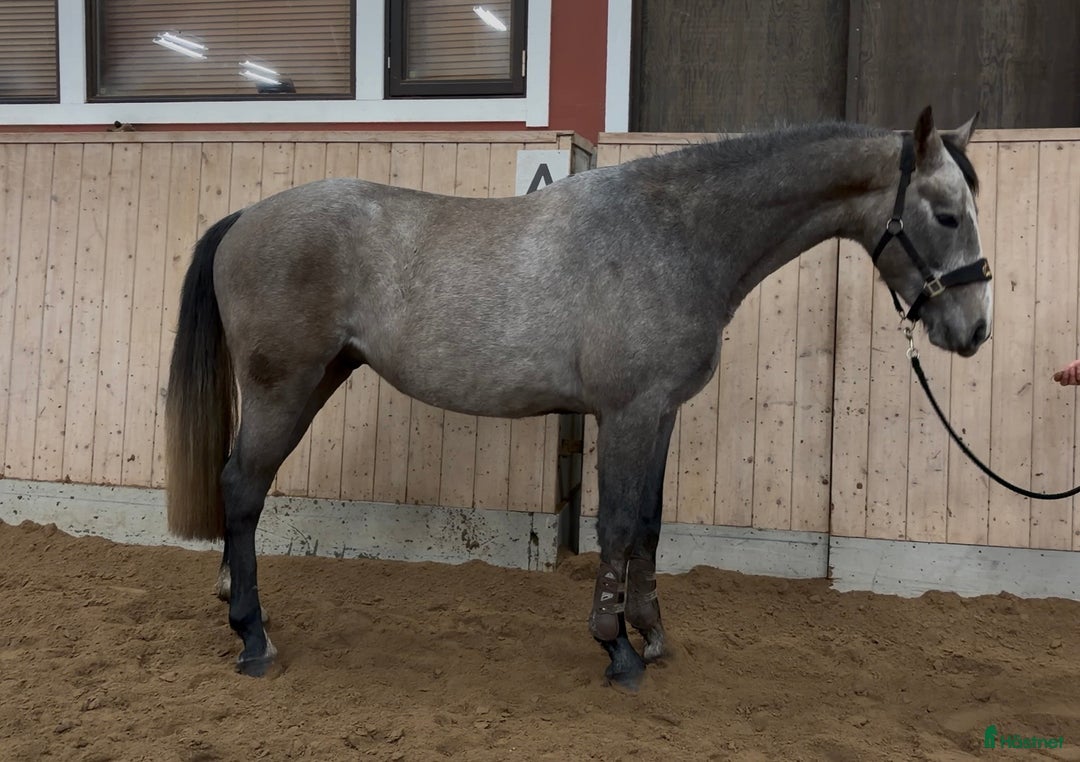 Hoppning hästar till salu: Kvick och försiktig 3-åring! i Falköping - Annons 2