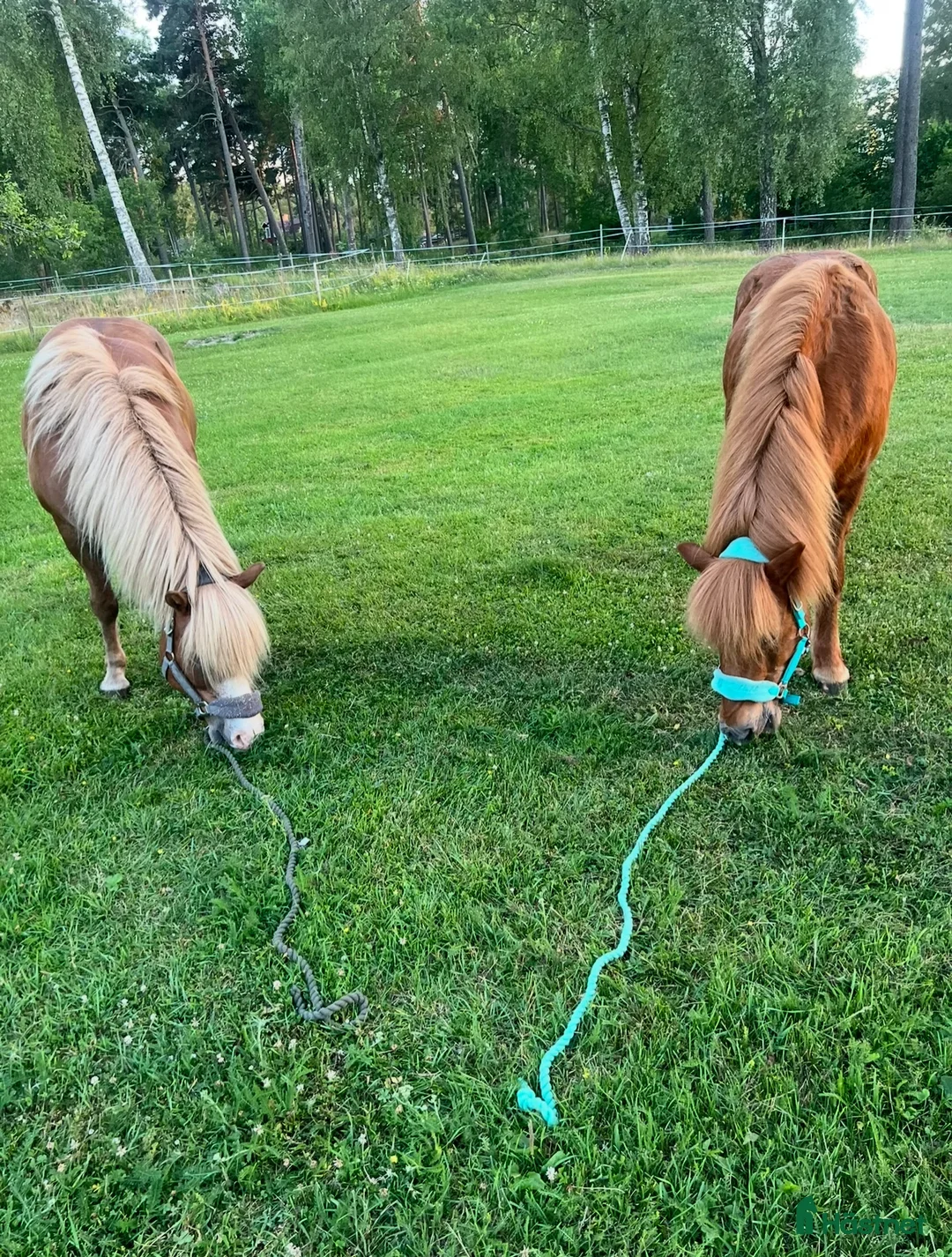  foderhäst finnes: 🐴Reserverade🐴 2 snälla Islandshästar 🌸 - Annons 2