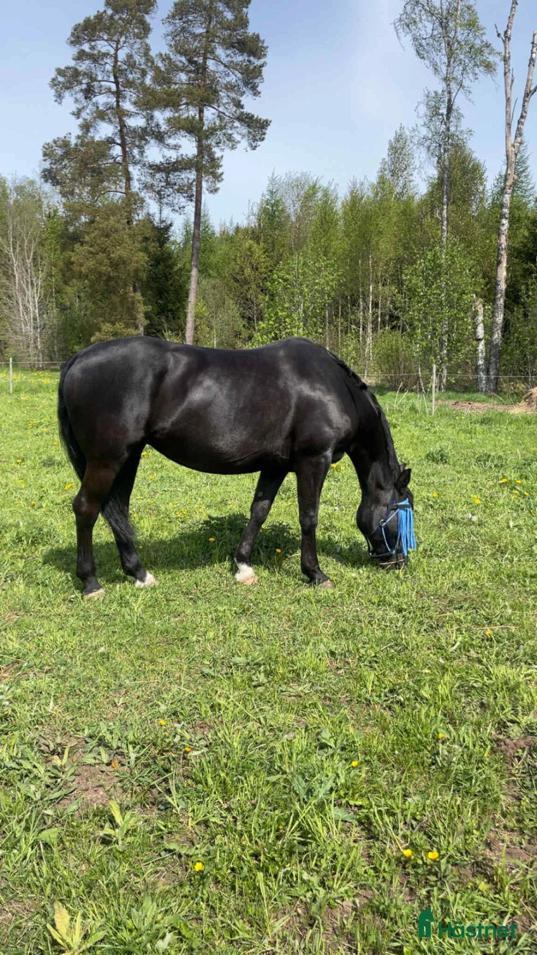 Allround hästar till salu: Vackert danskt halvblod - Annons 1