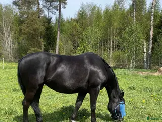 hästar Vackert danskt halvblod - Annons 16