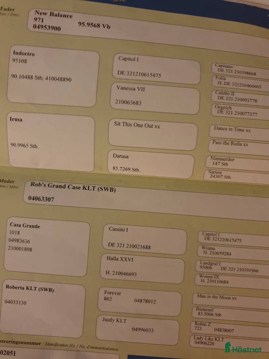 Allround hästar till salu: Vackert sto med stort hjärta  i Varberg - Annons 2