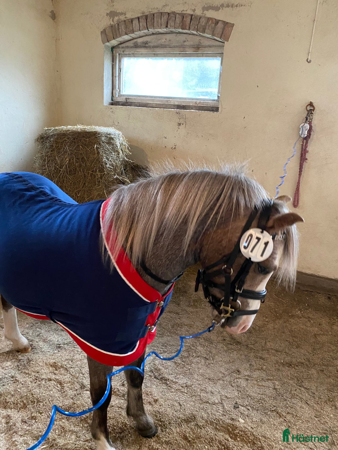 Allround hästar till salu: Ponny i Mörarp - Annons 2