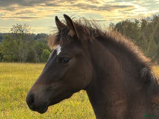 hästar Svensk Ridponny 8 mån. i Björköby - Annons 13