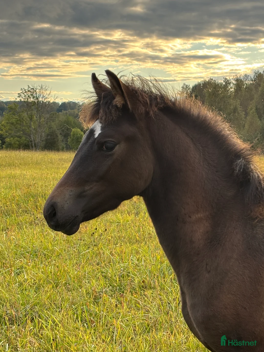 Allround hästar till salu: Svensk Ridponny 8 mån. i Björköby - Annons 1