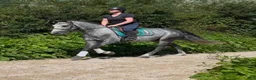 Allround hästar till salu: Connemara ponies - Annons 16