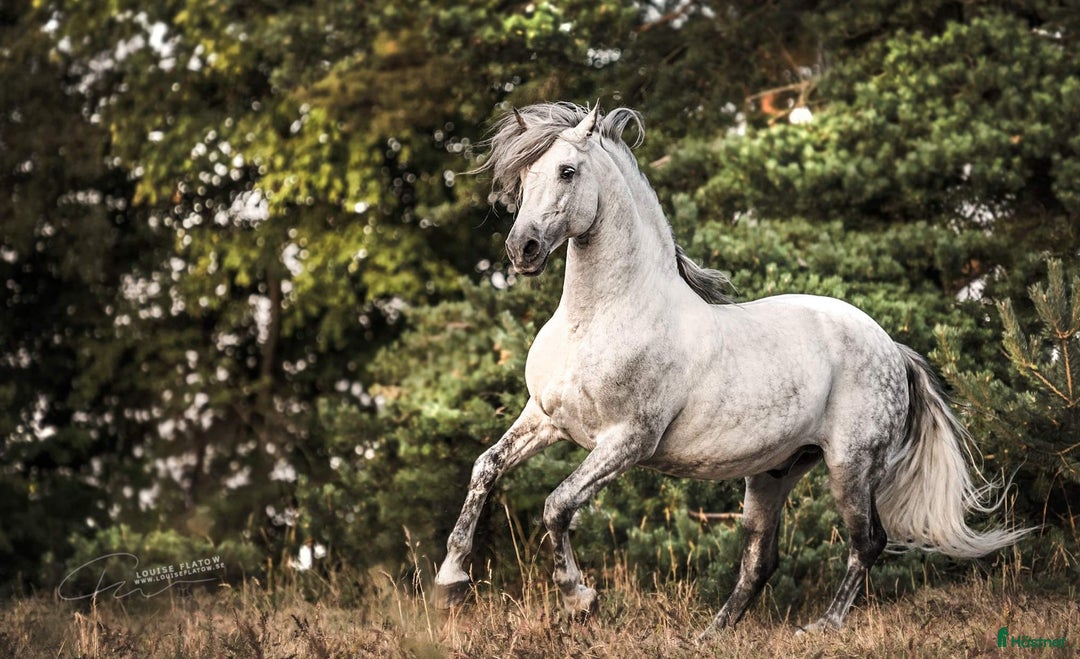 Working Equitation hästar till salu: PRE korsning Framtida bästa vännen. i Havdhem - Annons 10