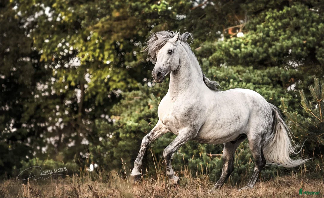 Working Equitation hästar till salu: PRE korsning Framtida bästa vännen. - Annons 10