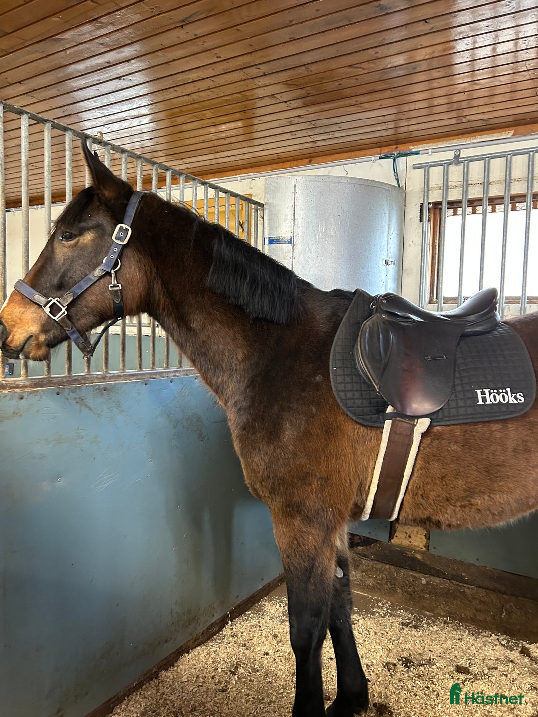 Hoppning hästar till salu: Trevlig 2åring i Gustavsberg - Annons 2