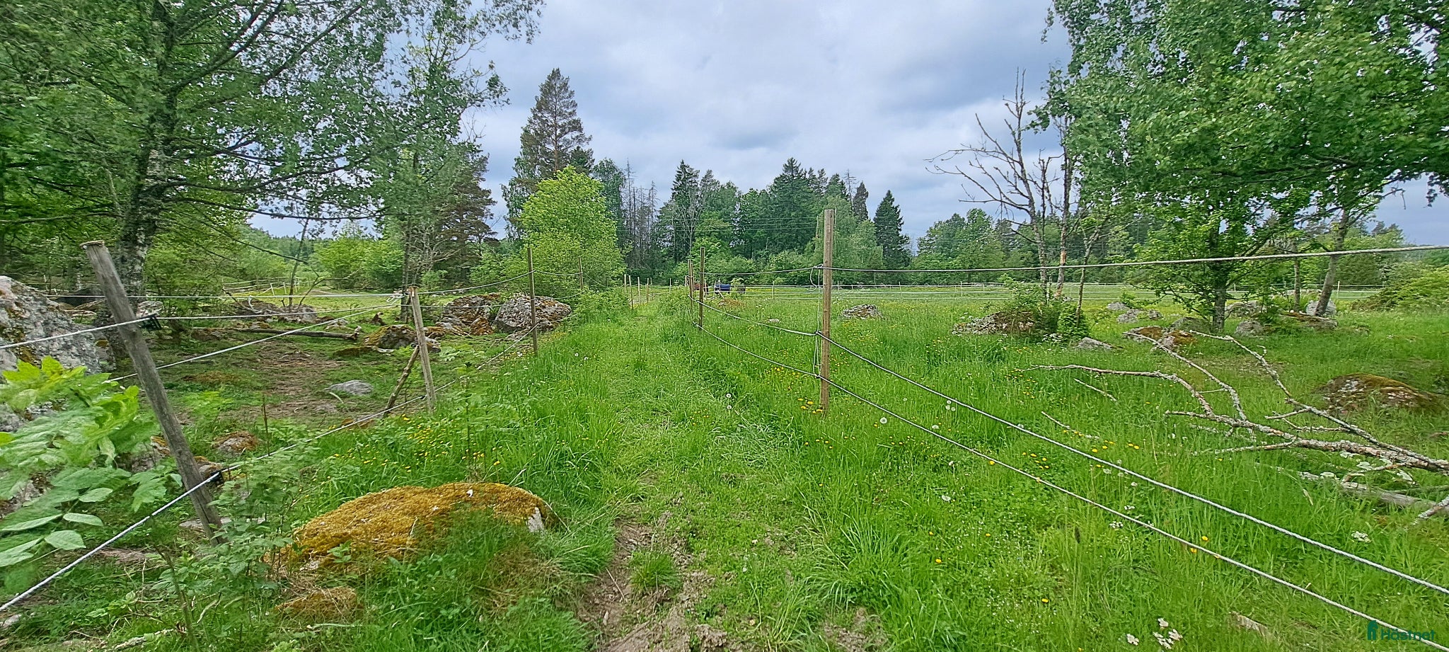  hästar Dressyr häst. - Annons 14