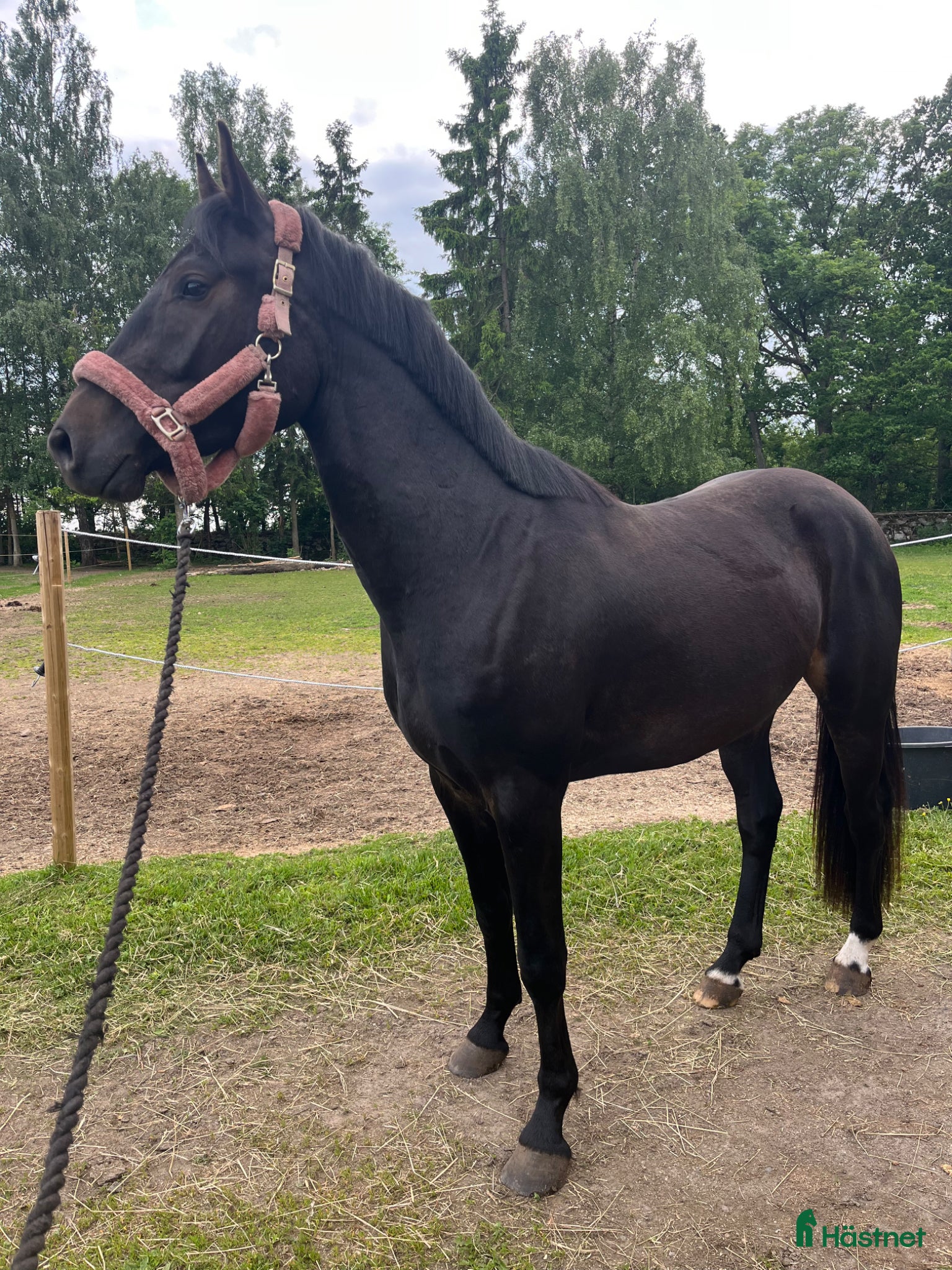  hästar Snygg SWB valack  - Annons 2