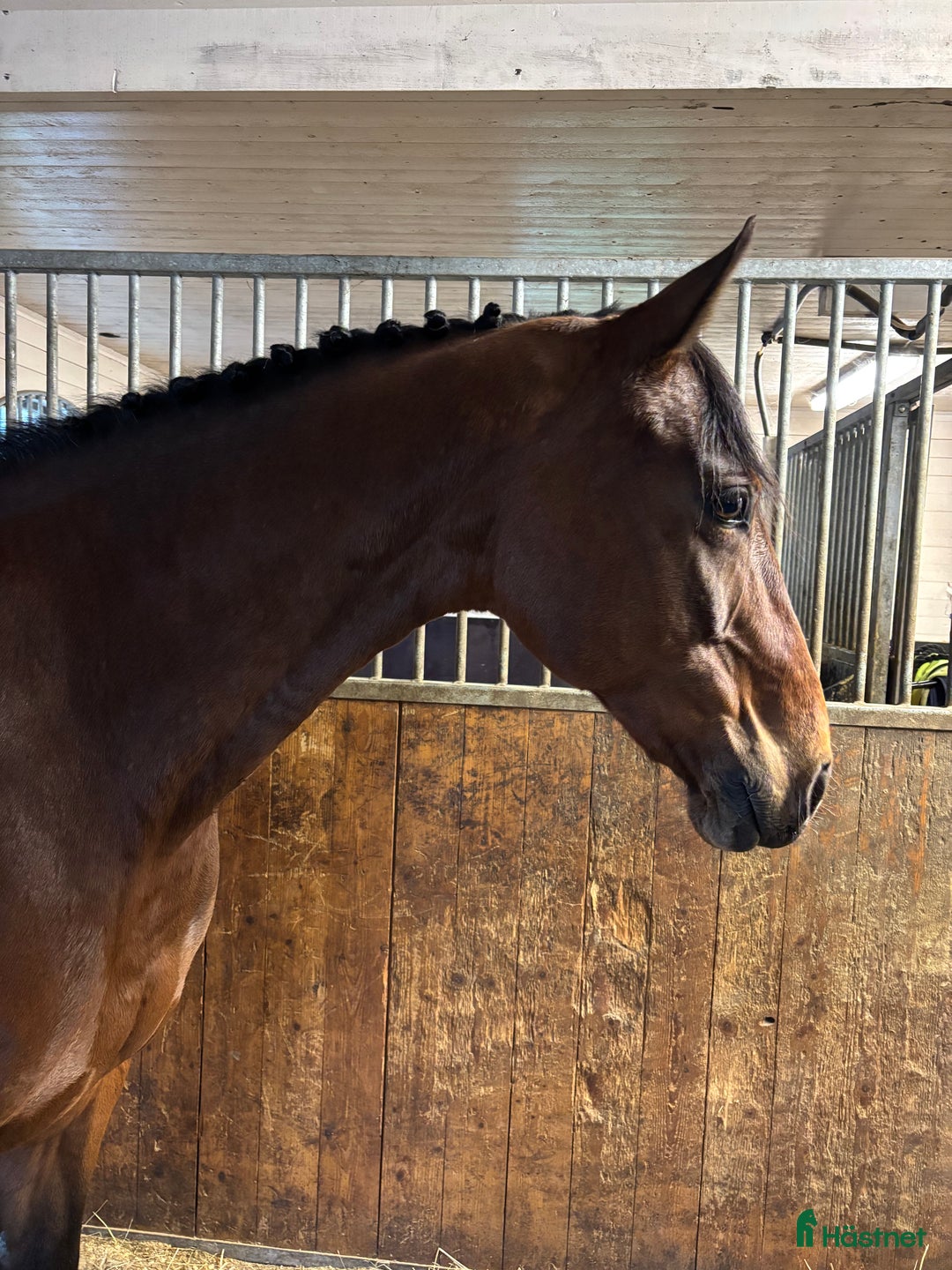 Allround hästar till salu: Läromästare hoppning och dressyr i Mölnbo - Annons 6