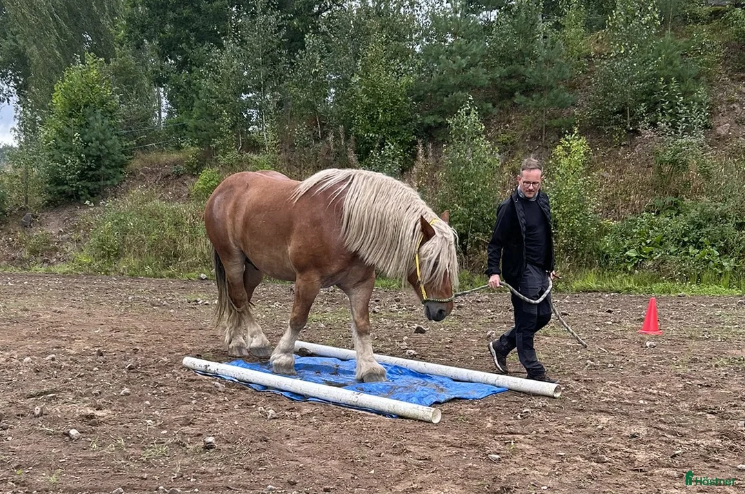 Allround hästar till salu: Rejäl och snäll kallblodsvalack (178 cm)  - Annons 2