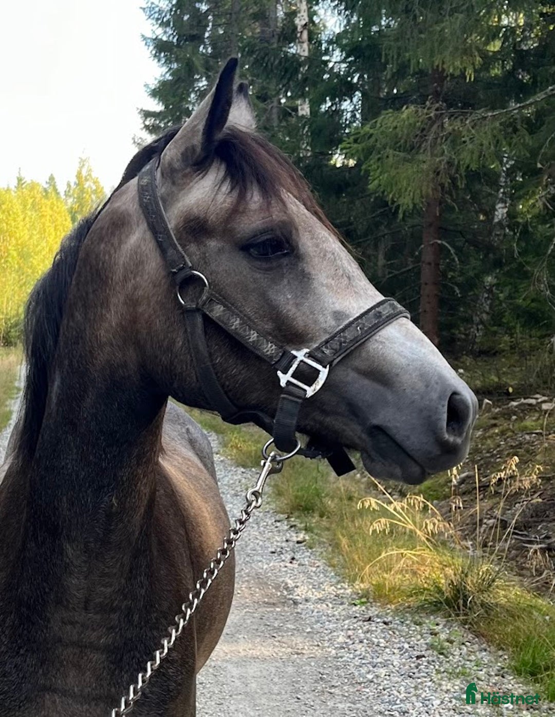 Dressyr hästar till salu: Lovande ungponnysto e. Leuns Veld's Lord i Bergsjö - Annons 2