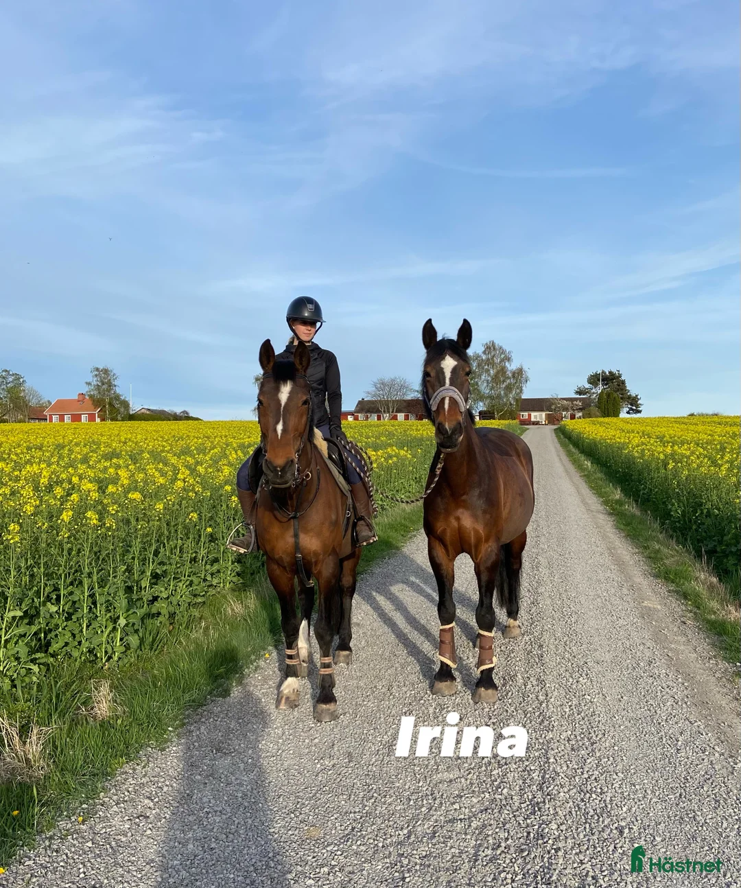 Avelshästar hästar till salu: Avelssto/Sällskap/Promenad häst - Annons 3