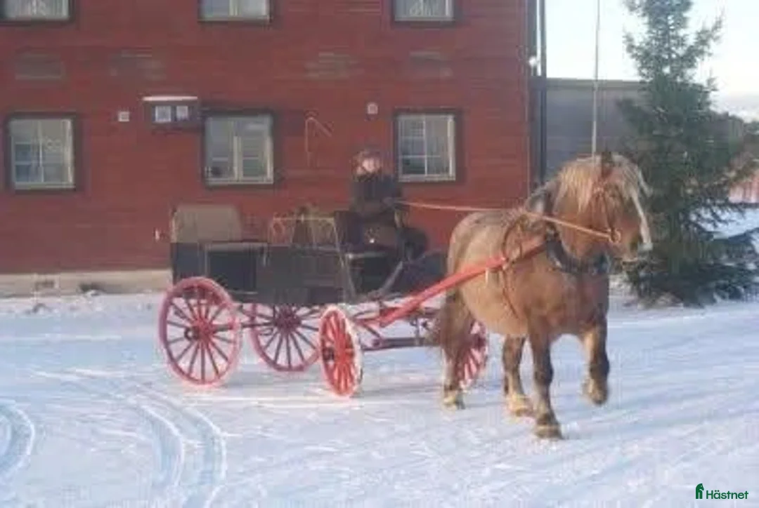 Working Equitation hästar till salu: PRE korsning Framtida bästa vännen. - Annons 16