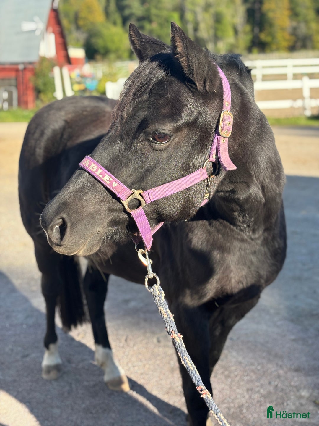 Allround hästar till salu: Vacker ponny med avelsvärde  i Sigtuna - Annons 2