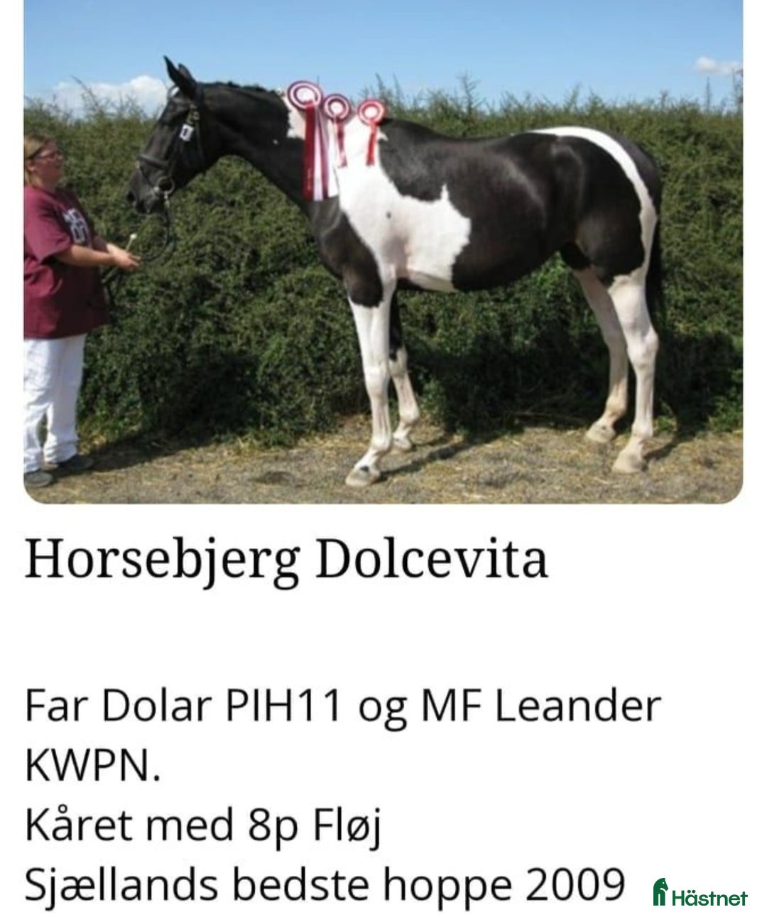 Allround hästar till salu: Vackert Sto i Vimmerby - Annons 14