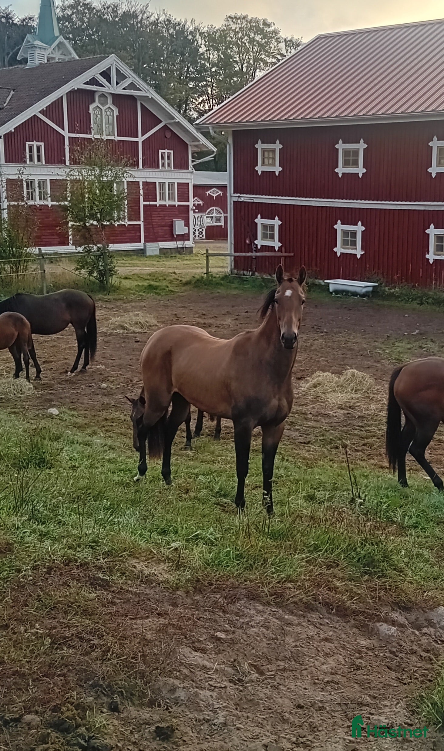 Allround hästar till salu: Sportigt sto f.2023 Eng fullblod X Akhal teke i Hjo - Annons 2