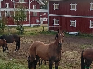 Allround hästar till salu: Sportigt sto f.2023 Eng fullblod X Akhal teke i Hjo - Annons 2