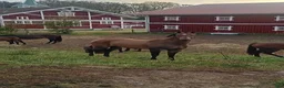 Allround hästar till salu: Sportigt sto f.2023 Eng fullblod X Akhal teke - Annons 1