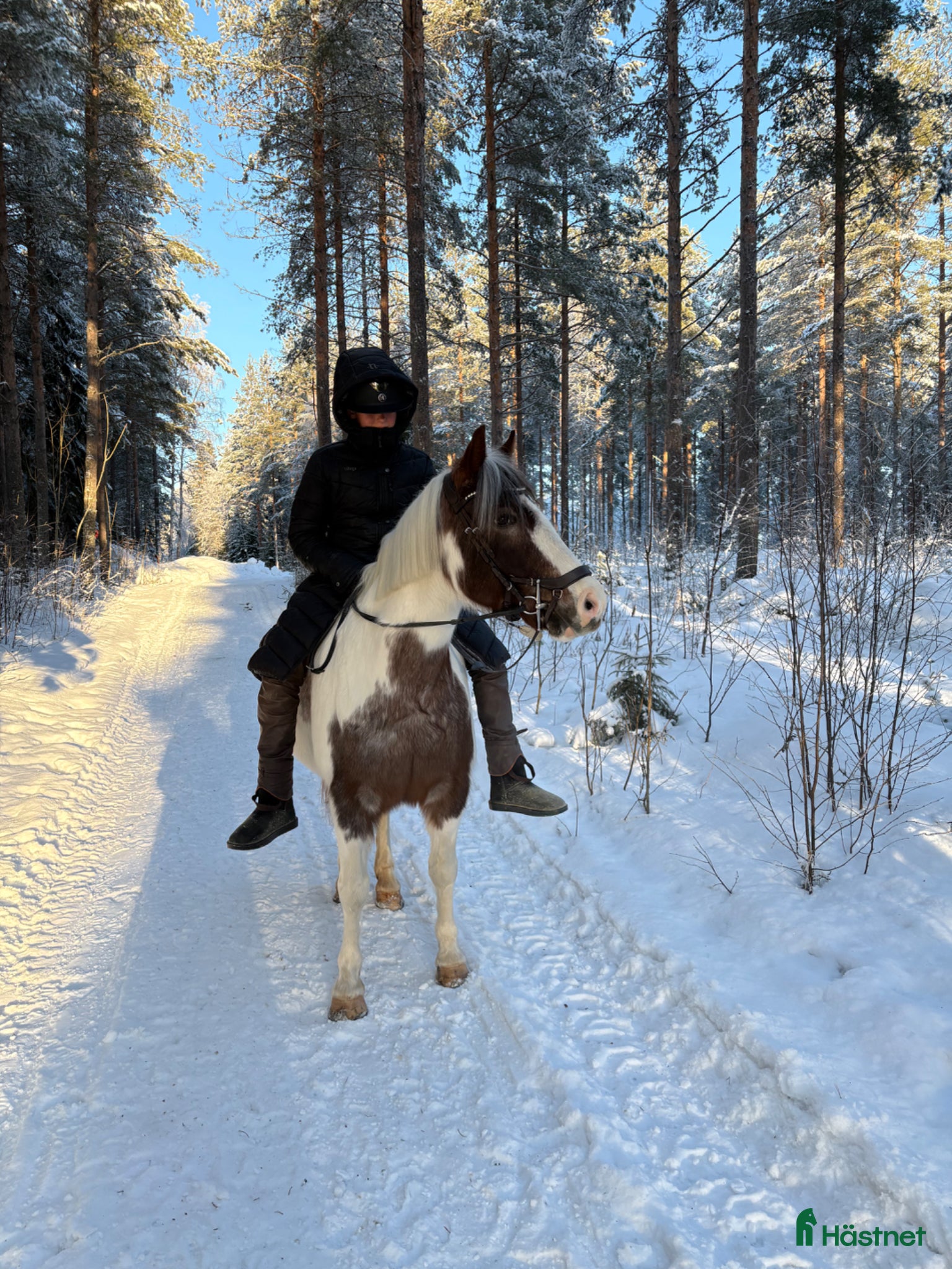  hästar C-ponny Sto - Annons 3