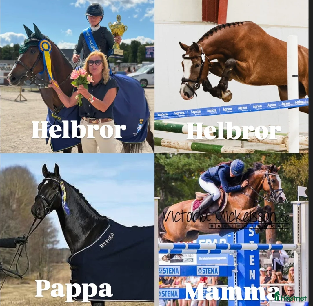 Hoppning hästar till salu: Helbror till SM-vinnaren Sator - Annons 2