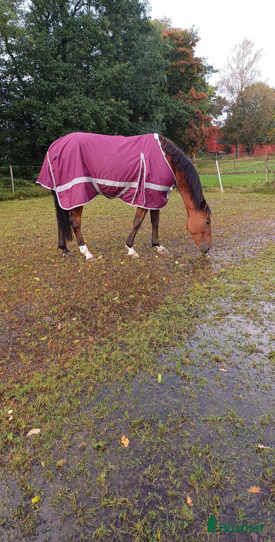 Allround hästar till salu: ✨️Kalle✨️ i Frändefors - Annons 2