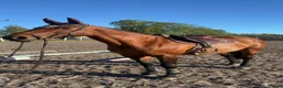 Allround hästar till salu: Lyxig hobbyhäst - Annons 1