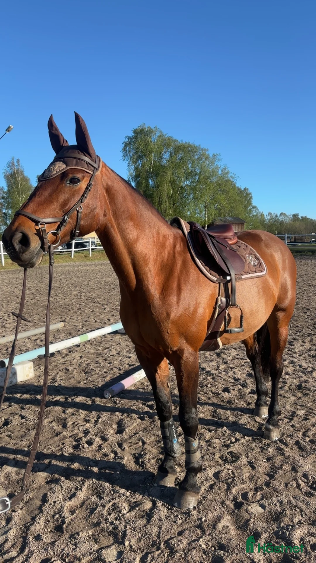 Allround hästar till salu: Lyxig hobbyhäst - Annons 1
