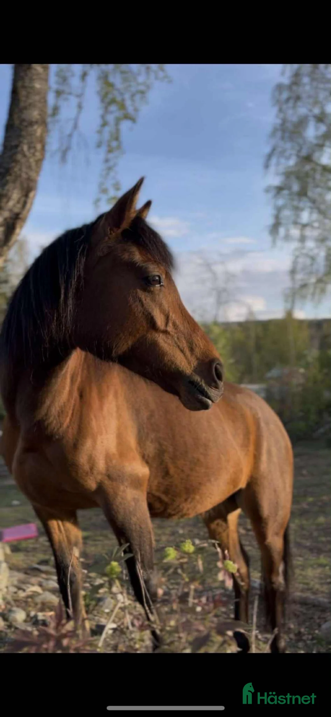 Allround hästar till salu: Personlig ponny med stor potential i Sågmyra - Annons 1