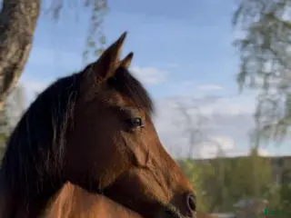 hästar Personlig ponny med stor potential i Sågmyra - Annons 3