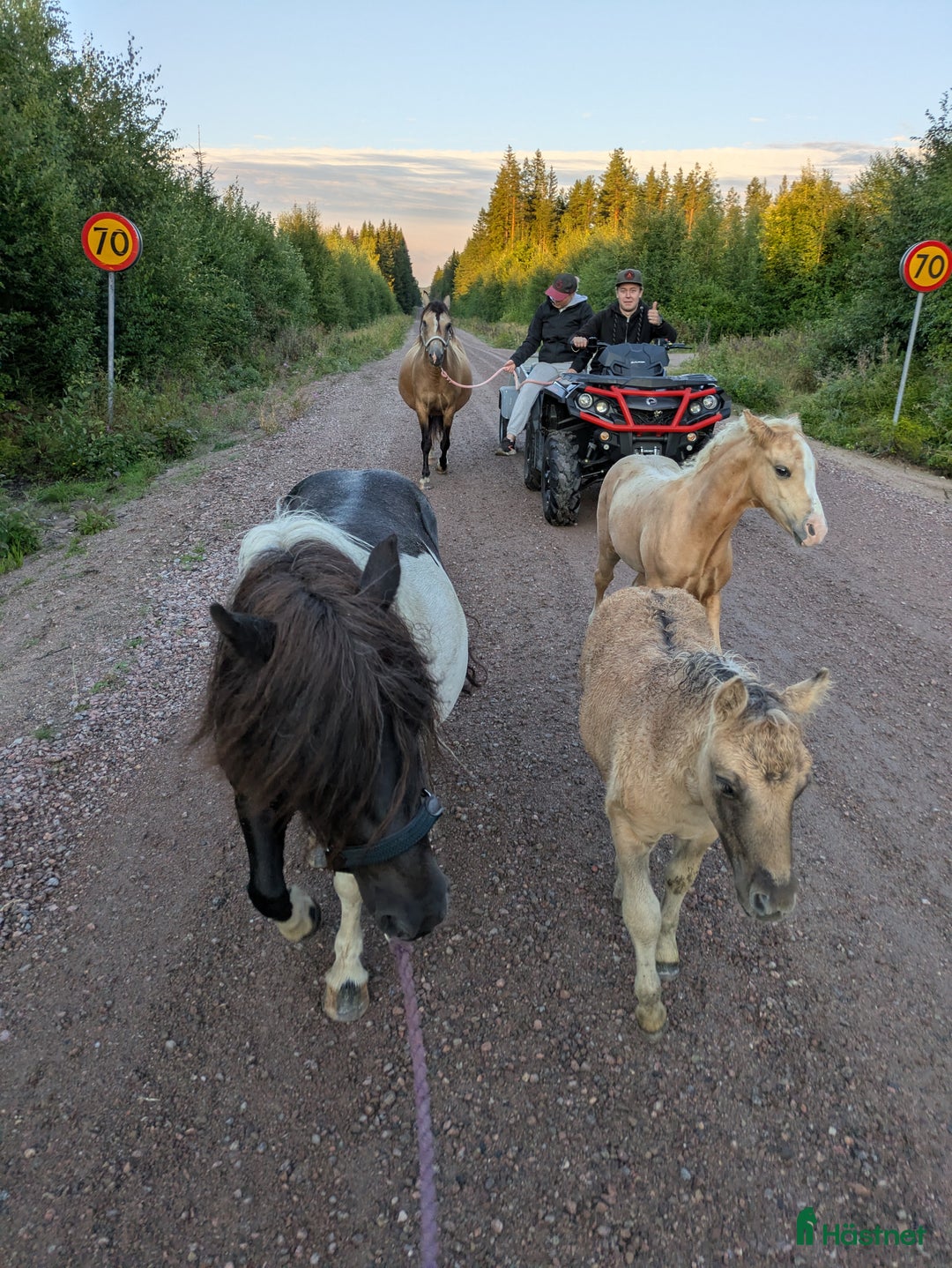 Allround hästar till salu: Härlig kille ! i Edsbyn - Annons 7