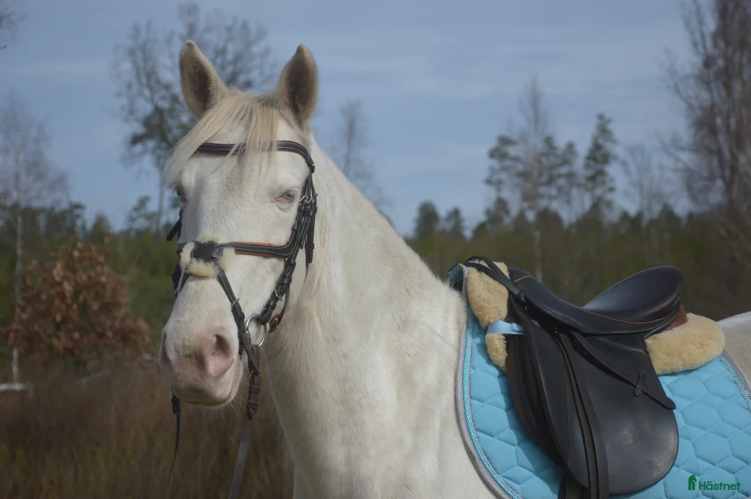 Allround hästar till salu: Sockersött ponnysto  - Annons 1