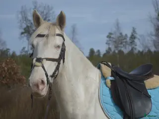 Allround hästar till salu: Sockersött ponnysto - Annons 1