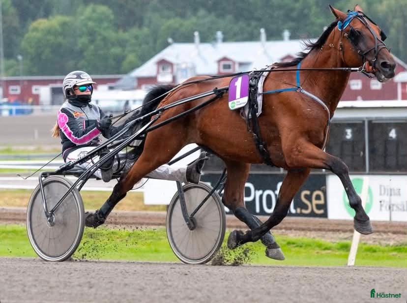  hästar Duke Ratzeputz  - Annons 11