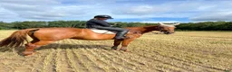 Hoppning hästar till salu: Staro ”Frillan” Handsfree - Annons 6