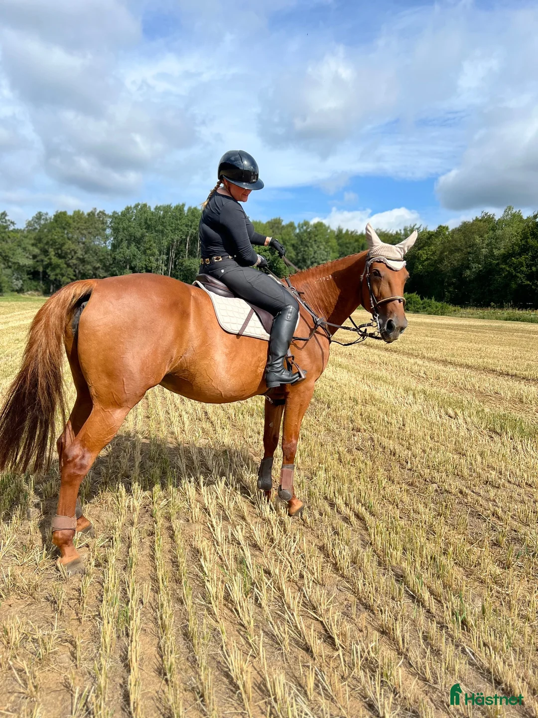 Hoppning hästar till salu: Staro ”Frillan” Handsfree - Annons 6