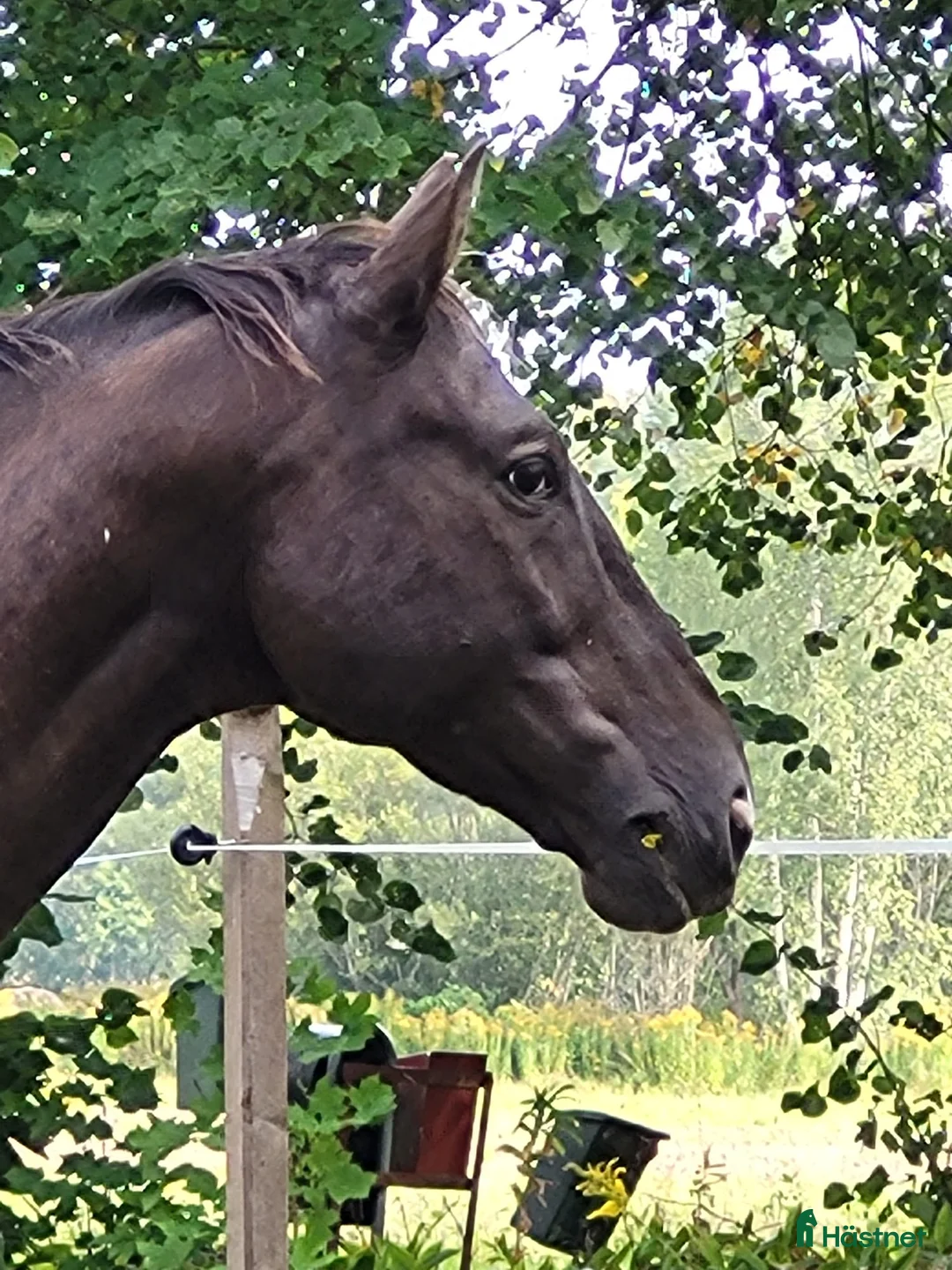 Allround hästar till salu: Max söker ett nytt hem - Annons 6