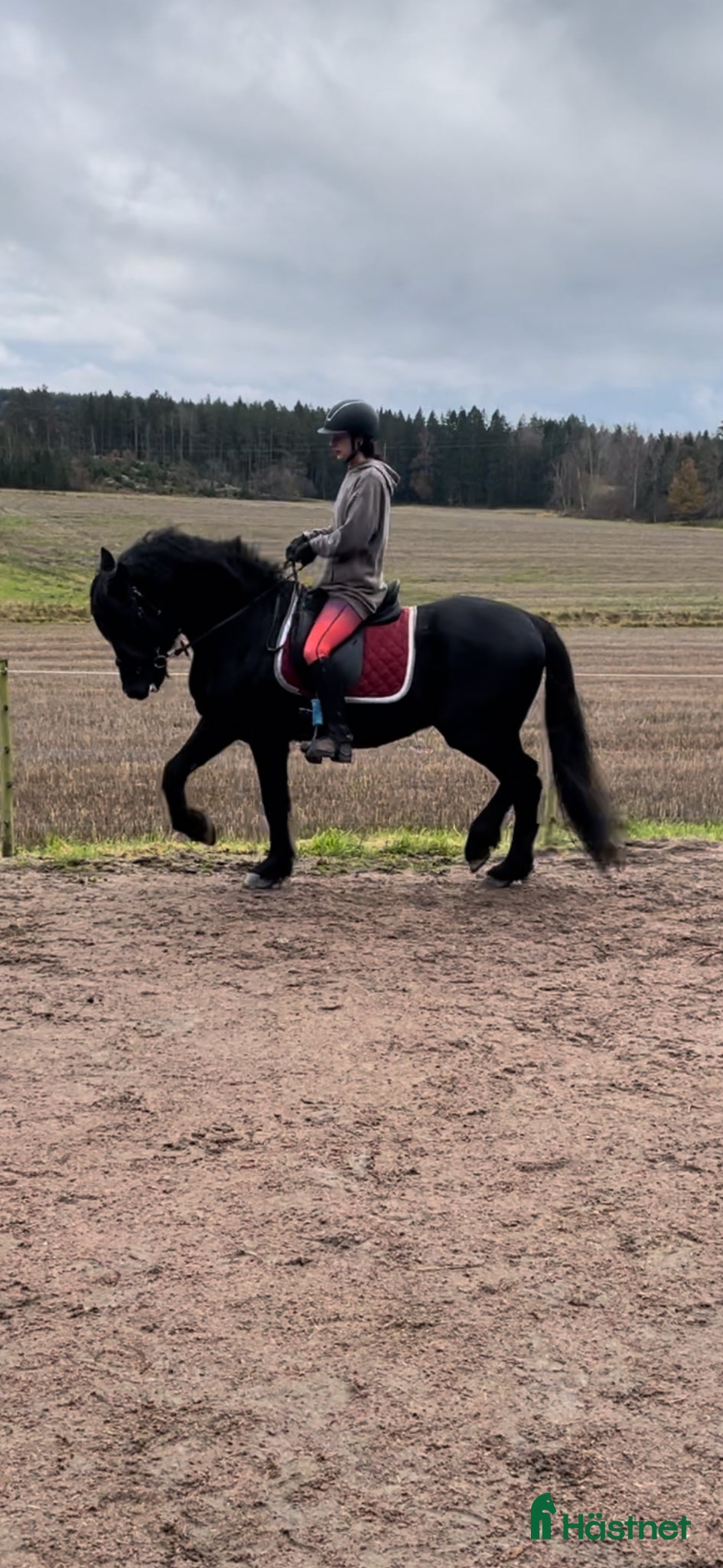  hästar Vacker kallblodstravare  - Annons 16