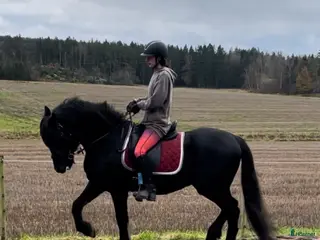 hästar Vacker kallblodstravare - Annons 16