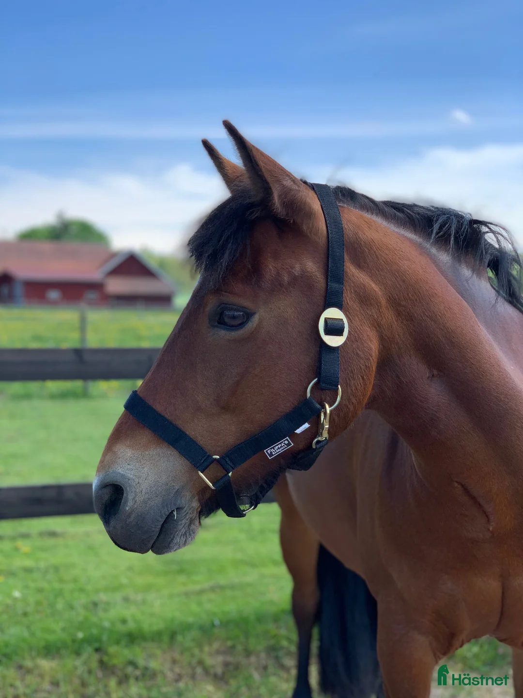 Allround hästar till salu: Rolig C-ponny  i Tibro - Annons 2