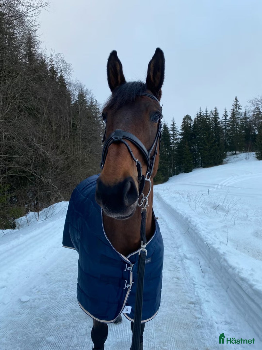 Hoppning hästar till salu: Snill spranghest med stor kapasitet i Nittedal - Annons 13