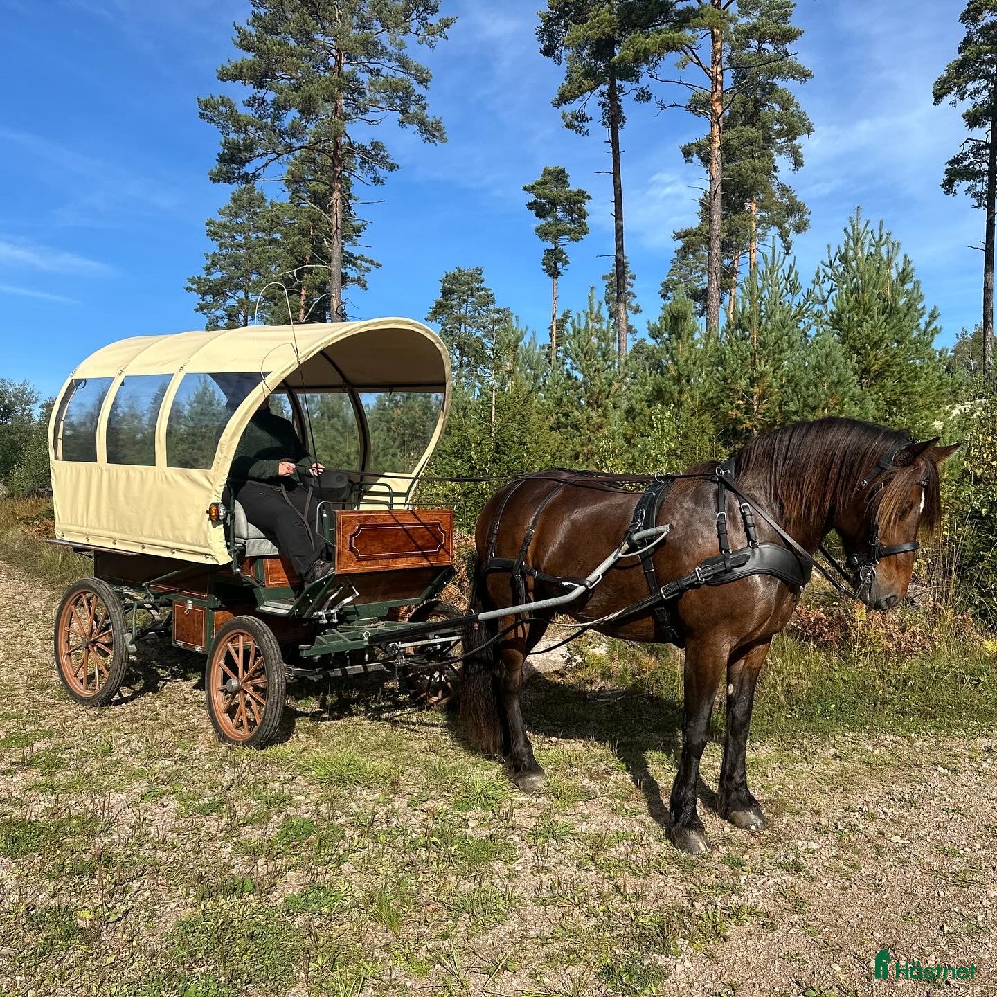 Allround hästar till salu: En härlig allround häst - Annons 1