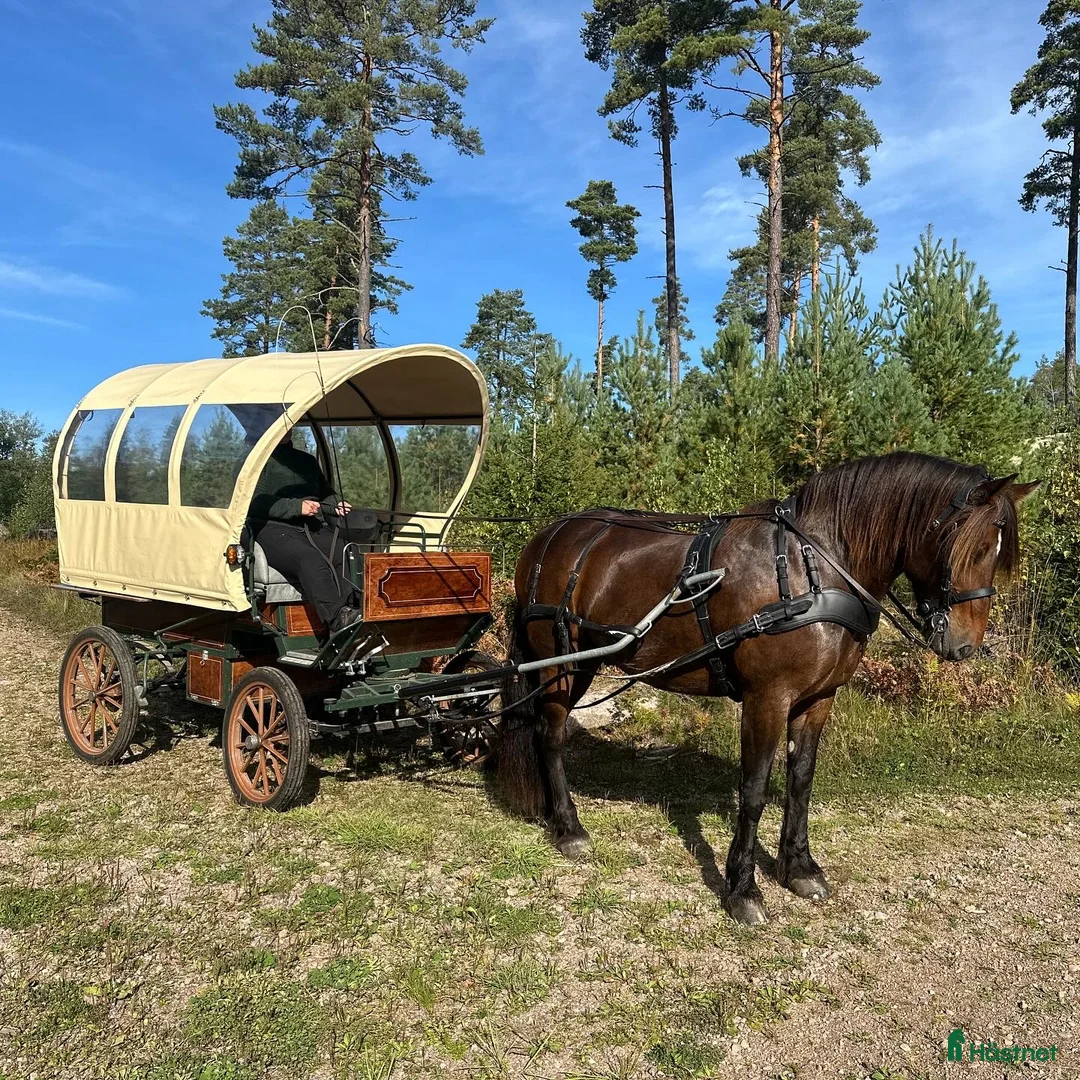 Allround hästar till salu: En härlig allround häst - Annons 1
