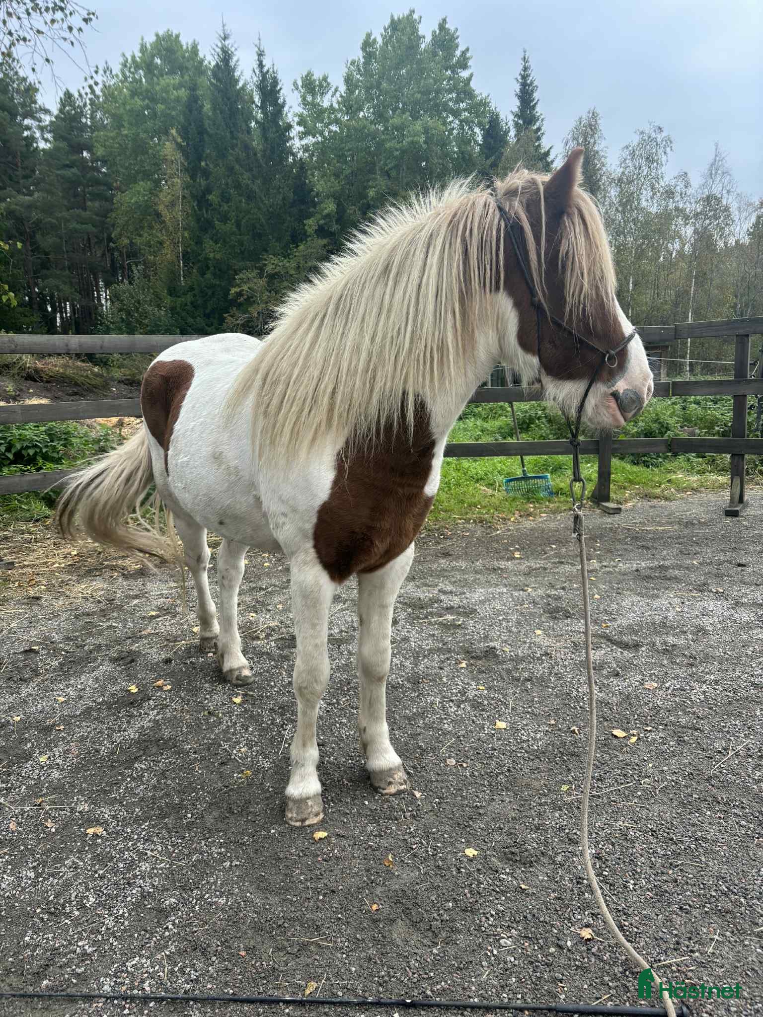  hästar Kompis sökes! i Trosa - Annons 6