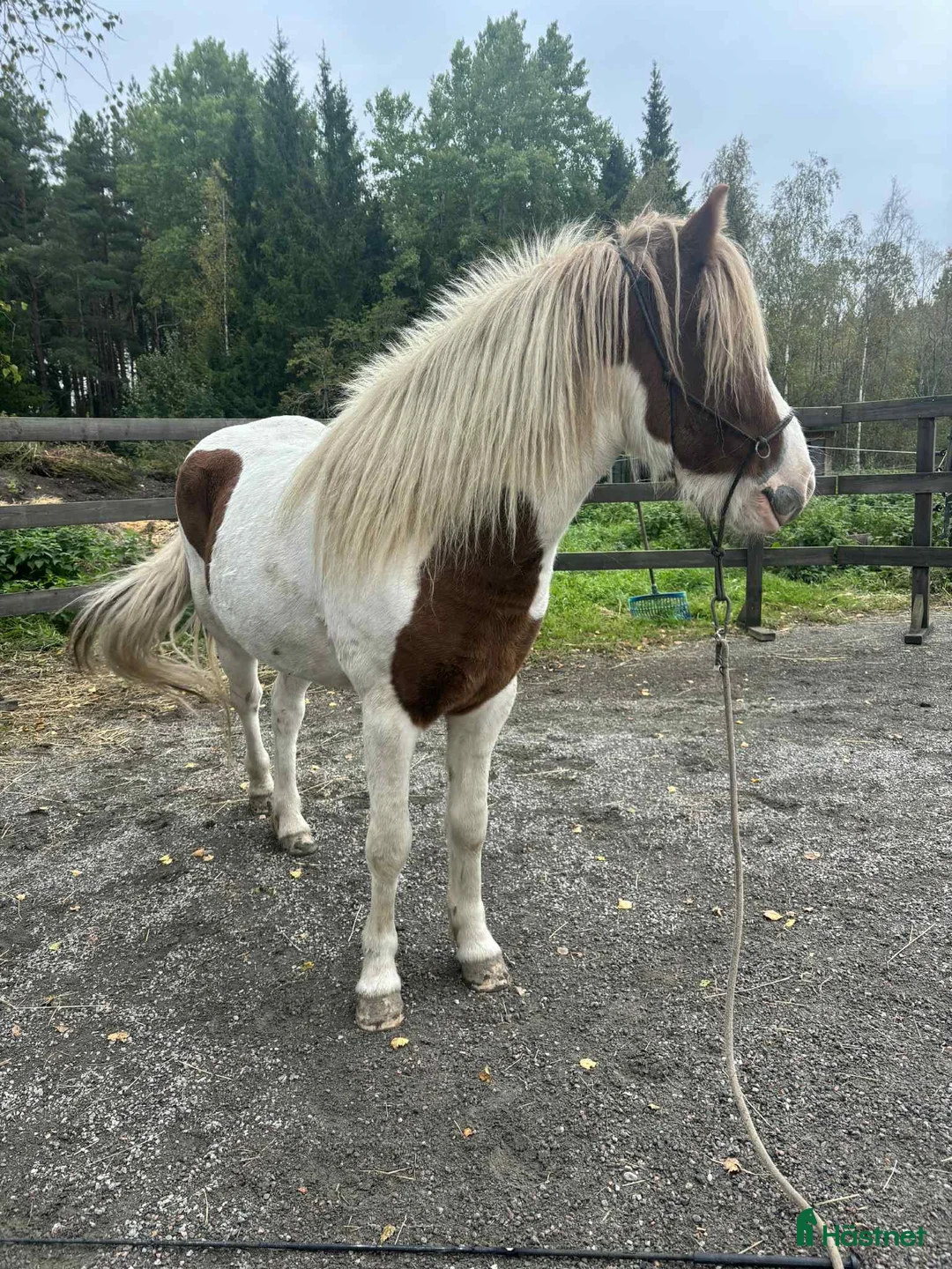 Sällskap hästar sökes: Kompis sökes! i Trosa - Annons 1